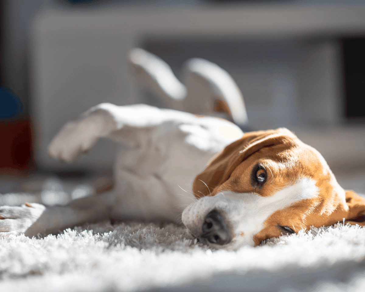 Pet Odor & Stain Removal